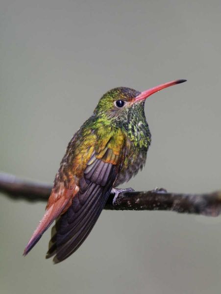Ecuador Rufous-tailed hummingbird on limb